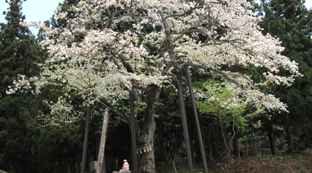 あさひ観光情報注連寺